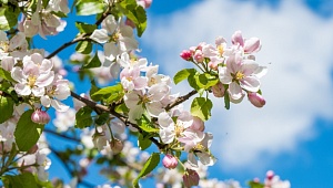 График работы в майские праздники 2024